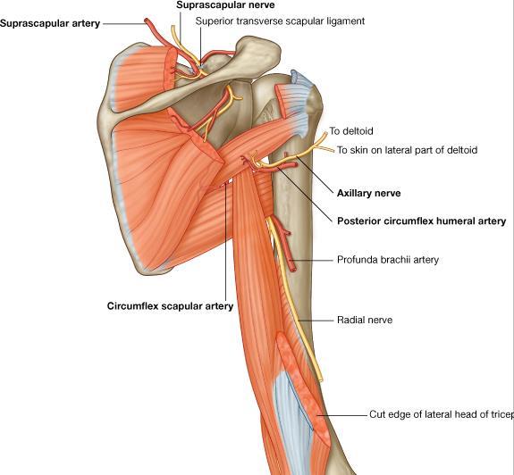 Gateways to the posterior scapular region Suprascapular artery Suprascapular nerve Superior transverse scapular ligament