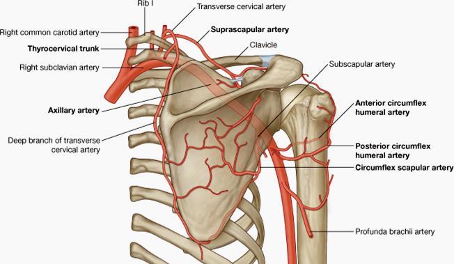 Arterial anastomoses around the shoulder Transverse cervical artery Suprascapular artery Thyrocervical trunk Subscapular artery O Anterior circumflex humeral artery Deep branch of