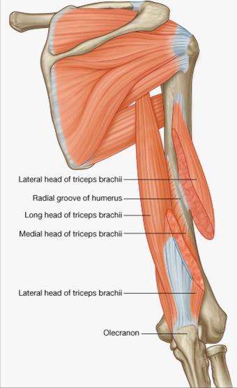 Triceps brachii Origin: 1. long head: infraglenoid tubercle 2. lateral head: superior to radial groove (strongest) 3.