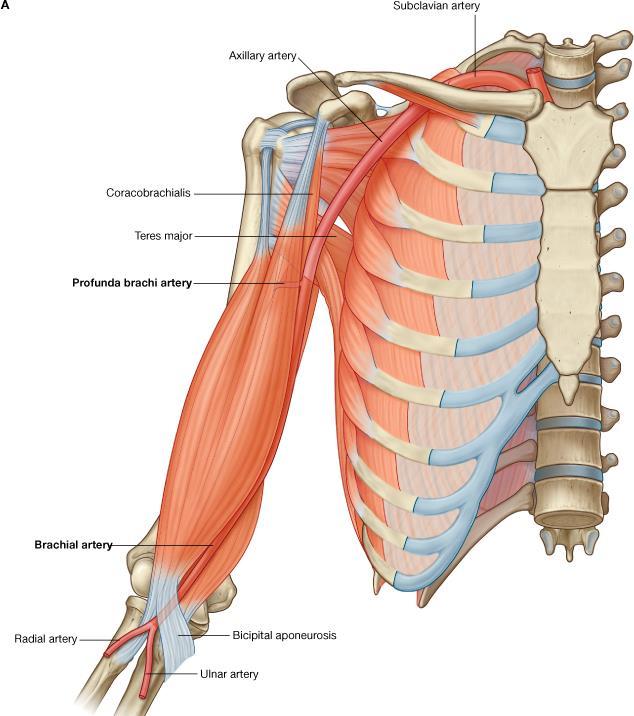 Axillary artery Profunda brachii