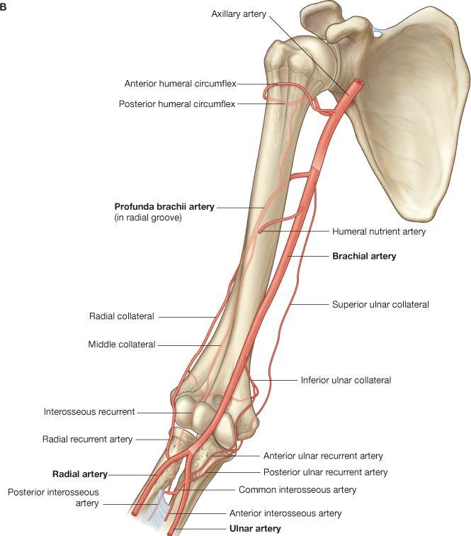 Periarticular arterial anastomoses Profunda brachii artery (deep brachial artery) Radial collateral Middle collateral Interosseous recurrent Radial recurrent Radial