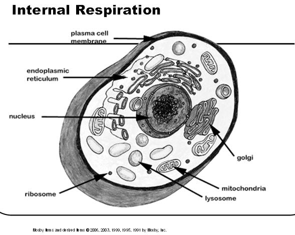 Internal Respiration Slide 4 Overview of Anatomy and