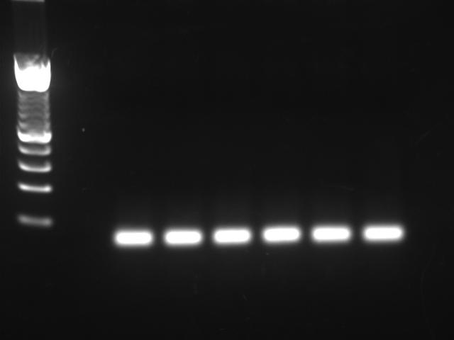 (A) RT-PCR analysis of Arl8b mrna in E9. embryos.