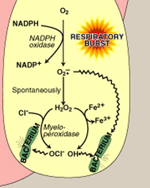 NADPH oxidase: microbial killing