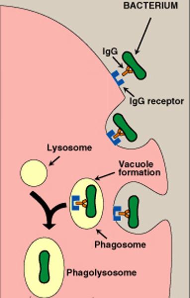 oxygen-dependent phagocytosis