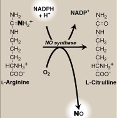NADPH: nitric oxide synthesis NO - free radical reactive with O 2 & superoxide NO synthase Has four cofactors 3 types of synthases