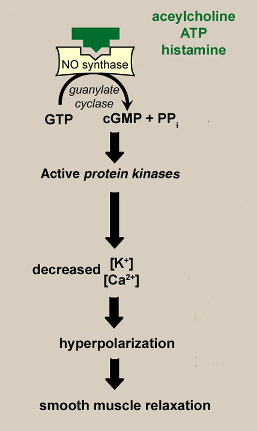 Arg NO permeable to cell membranes NO activates guanylate cyclase, which converts GTP into cgmp NO Increased