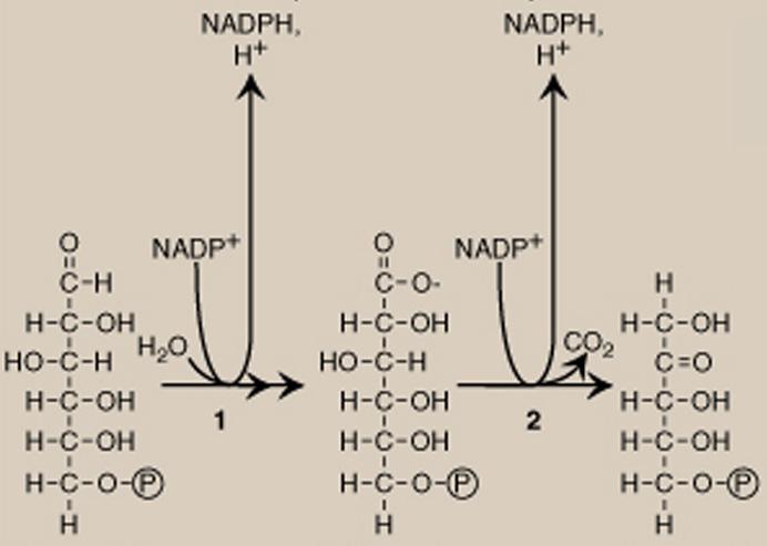 PPP: Irreversible Oxidative rxns glucose 6-phosphate 6-phosphogluconate ribulose 5-phosphate G6PD monomer consists of ~500 residues (59 kda)