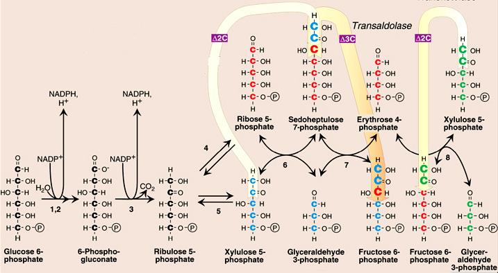 PPP: Overview Primary functions of pathway: provide ribose-5-phosphate (R5P) for the synthesis of