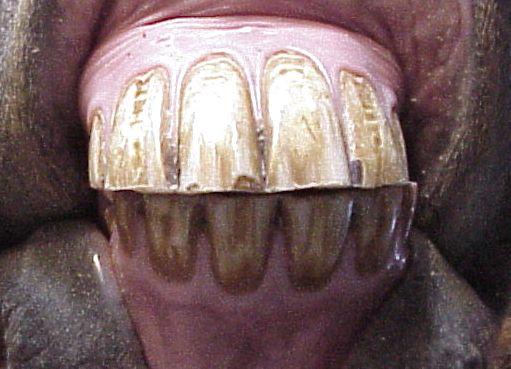 Incisors Canines Wolf Teeth Premolars Molars Anatomy: