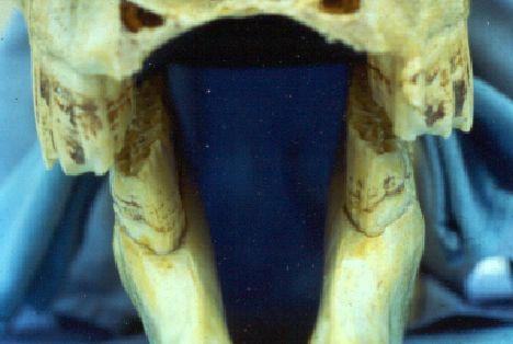 Anatomy: Cheek Teeth Anisognathic Unequal