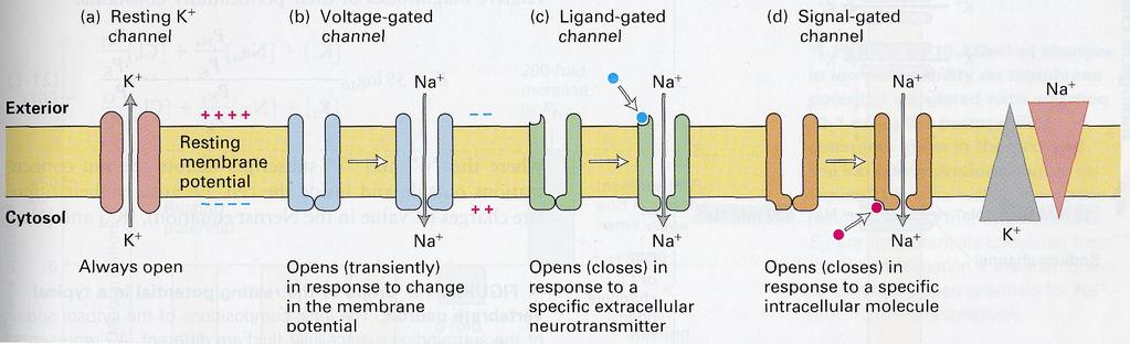 Reception, conduction and transmission of