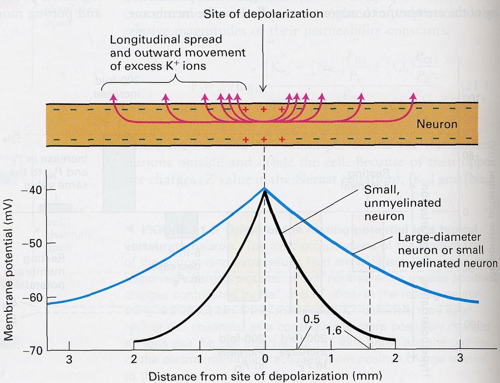 Passive spread of depolarization Membrane depolarization spreads