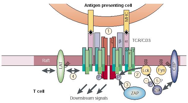 T-cell antigen receptor (TCR)-mediated activation of T lymphocite (macrophage,