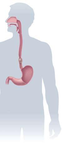 When You Swallow Your tongue pushes foods or liquids from your mouth to your throat as you eat or drink and swallow. They then pass down the esophagus (a muscular tube) into the stomach.