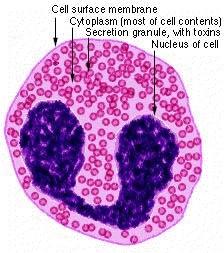 Eosinophilia and Parasitic Infections Eosinophils (Eo) are type of polymorphonuclear leukocytes found in human blood and tissue.