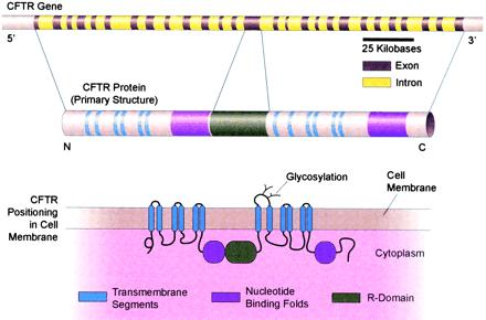 Inhaled aminoglycoside/phosphonic acid Tobramycin/Fosfomycin for Inhalation (Gilead) Designed to cure the core problem of CF Gene therapy Protein repair Influence on ion fluxes more chloride outside