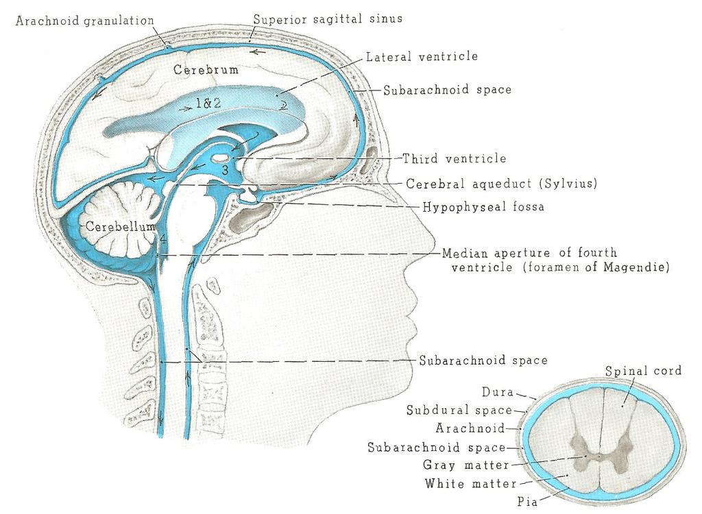 Cerebral Spinal Fluid (CSF) CSF is found within the ventricles of the brain, in the cisterns around the brain, and in the SAS surrounding the brain and spinal