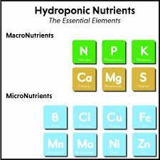 Magnesium (Mighty good), Chlorine (Closed), Manganese (Monday), Molybdenum (Morning), Copper (See you = Cu), Zinc (Zen). The other seven essential elements, called, are needed in small quantities.