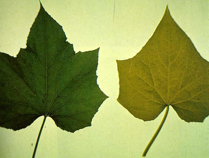 nutrient deficiency by turning colors.