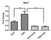 Iba1 is a marker for microglial cell activation. Figure 1. The hypothetical mechanisms of inflammation and anti-inflammation in TON.