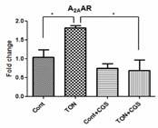 Adenosine-initiated anti-inflamma tion via A 2AAR-cAMP signaling is impaired in TON due to reduced adenosine release in stress.