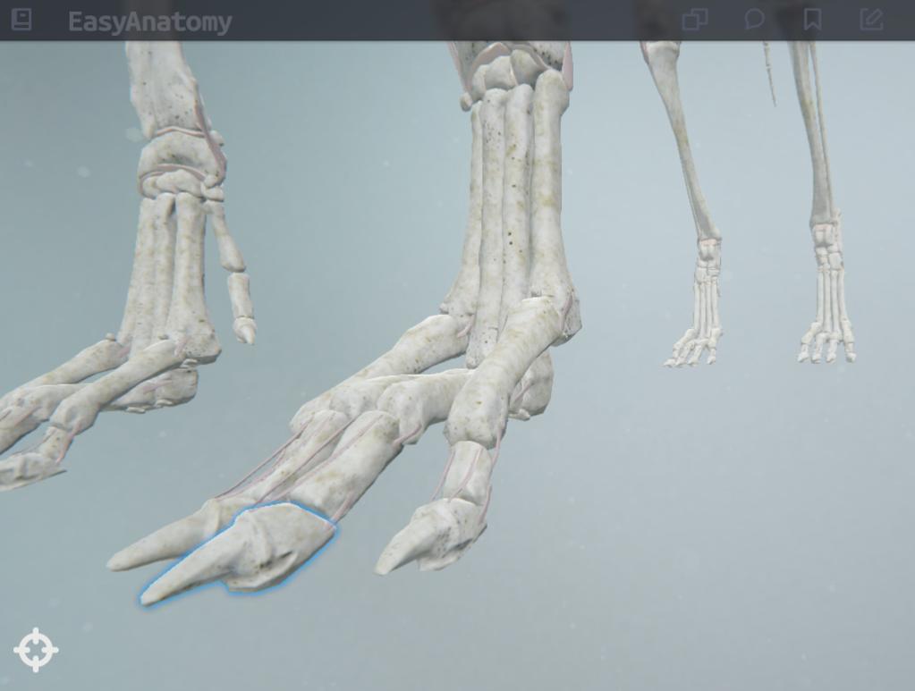 Distal Phalanges (Digits 2-5) Ar@culate with