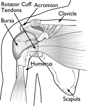 Normal anatomy of the shoulder. When Shoulder Arthroscopy Is Recommended Mr.