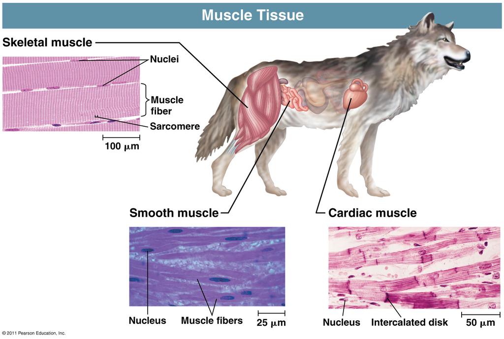 It is divided in the vertebrate body into three types: Skeletal muscle, or striated muscle, is responsible for voluntary