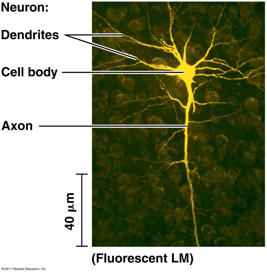 Glia Glia 15 µm Neuron: