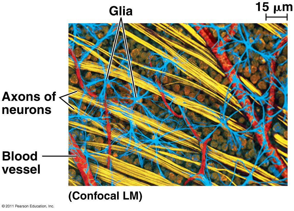 of neurons 40 µm Blood vessel