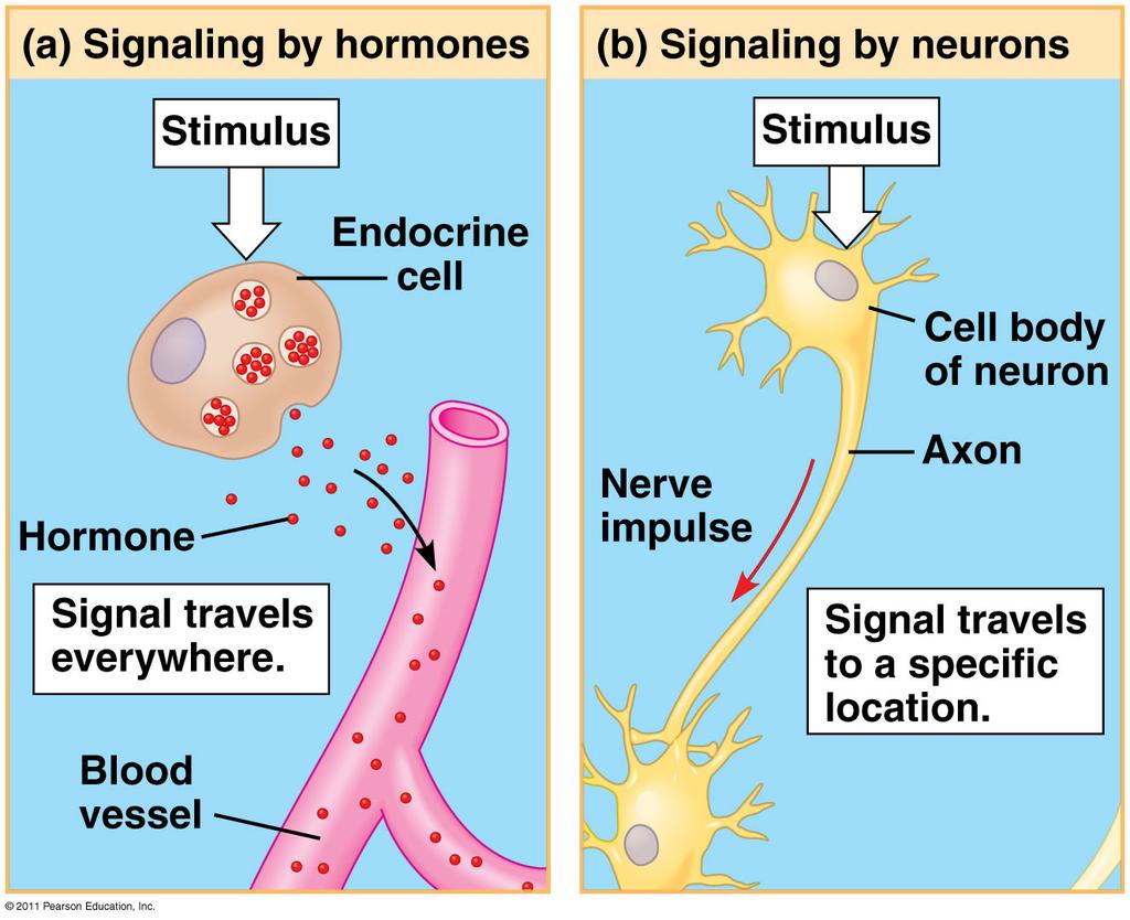 cells throughout the body via blood A hormone may affect one or more regions throughout the body