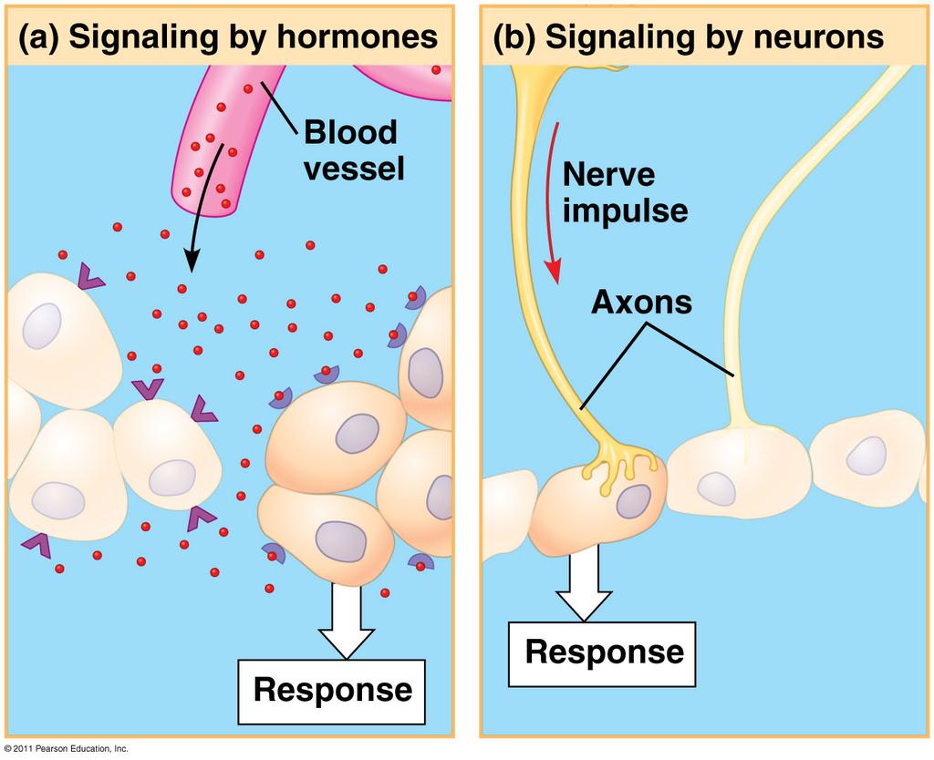 The nervous system transmits informadon between specific locadons The informadon conveyed depends on a signal s pathway, not the type of signal Nerve signal transmission is very fast Nerve impulses