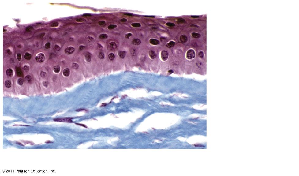 epithelium Pseudostratified columnar epithelium 5ab Apical surface Basal surface Basal lamina 40 µm Polarity of