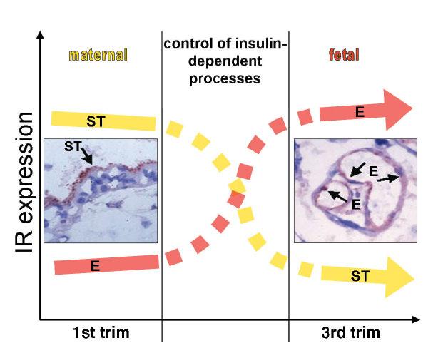 The expression of the insulin receptor in maternal tissues declines during