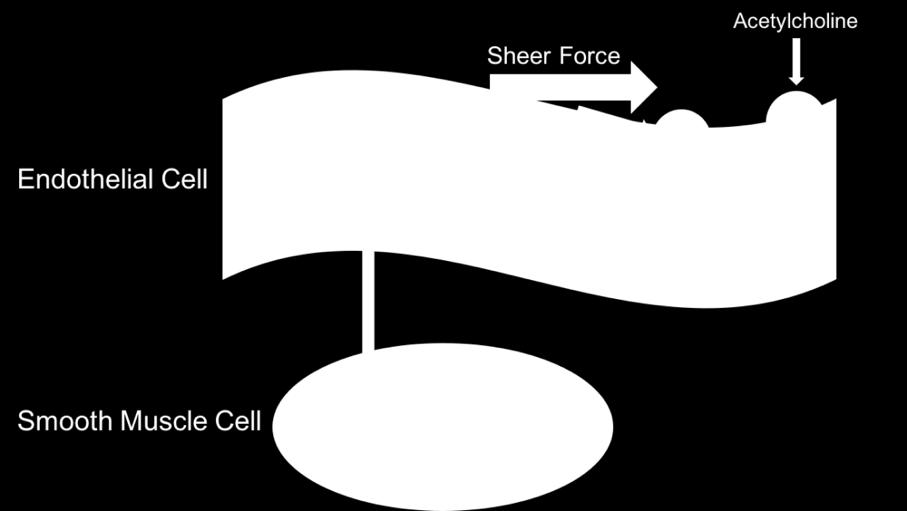 5 to cgmp, resulting in the inhibition of calcium into the smooth muscle cell and ultimately leading to vasodilation mediated by the smooth muscle cell, as shown in figure 1 (7).