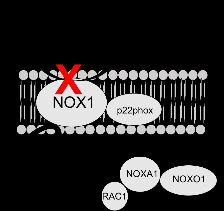 16 of action for ML171 is not known, studies have shown that an over expression of the NOX1 catalytic subunit in the presence of ML171 can recover ROS production (27).
