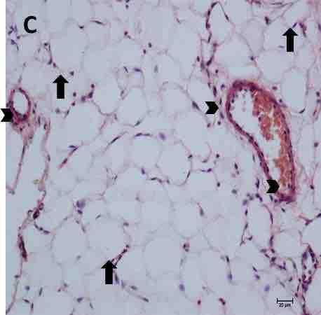 29 Figure 10. H&E Staining Images.
