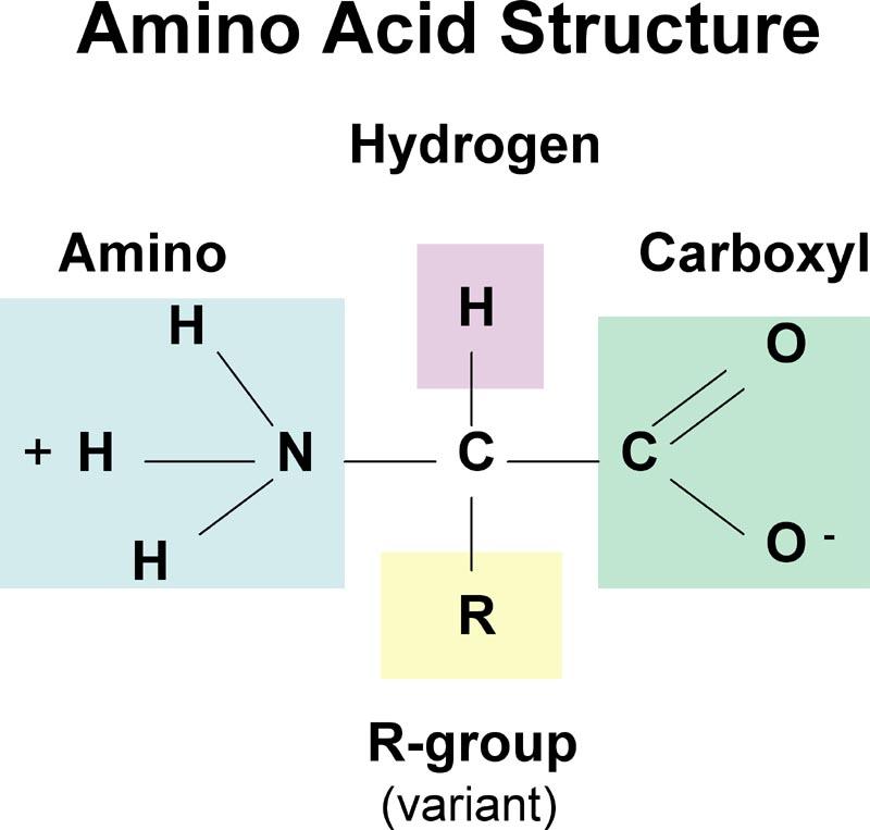 Proteins Proteins are strings of amino acids. Amino acids are molecules that have an amino group on one side and and carboxyl acid on the other.