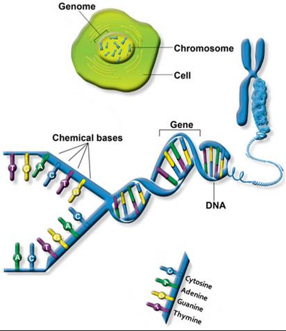 Nucleic Acids Nucleic Acids are the information storage molecules of