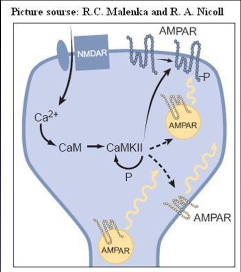 CAMKII increases AMPA activity AMPA receptor conformation Allow larger influx of Na Move AMPA receptors from silent synapses Increase contribution to the synaptic response AMPA receptor trafficking