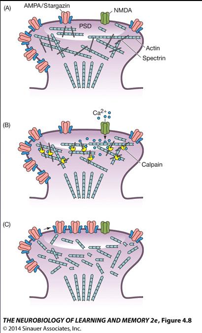 Cytoskeletal changes also