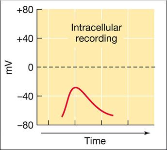 fepsp & Synaptic Strength fepsp the rate at which positive ions are flowing away from the extracellular recording electrode.