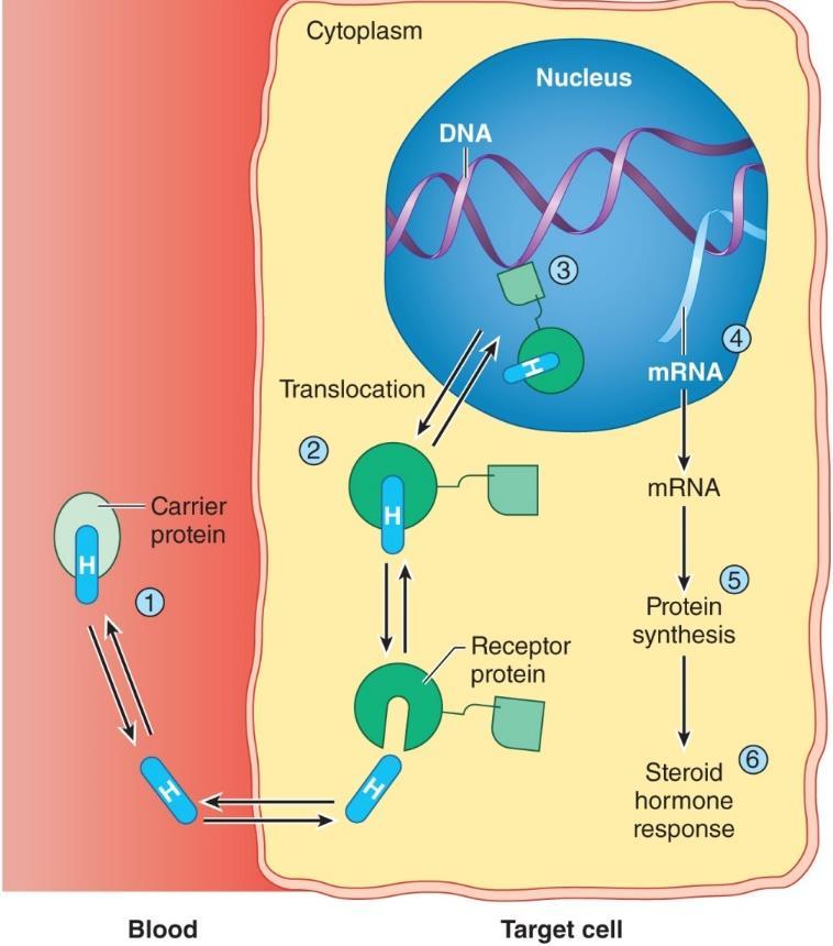 Nuclear Hormone Receptors for Steroid and Thyroid hormones Two regions on the receptor: