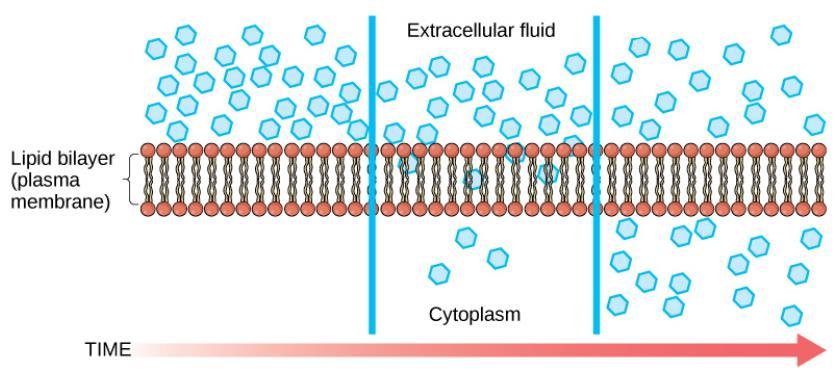 Water, carbon dioxide, and oxygen move in and out of the cell through simple diffusion. Osmosis is a special term that refers to diffusion of water.