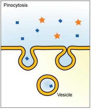 Pinocytosis membrane engulfs a small