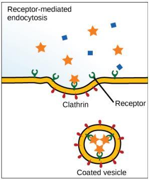 endocytosis uses a single type of