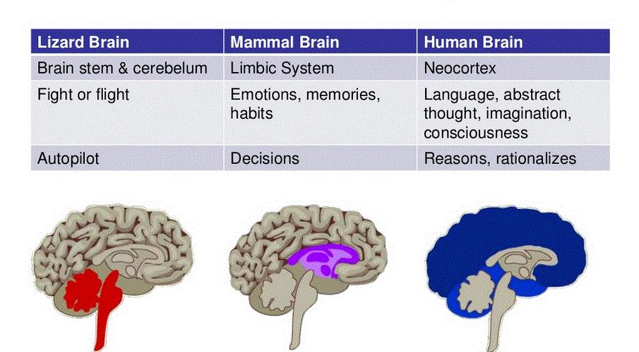 Triune Brain Theory