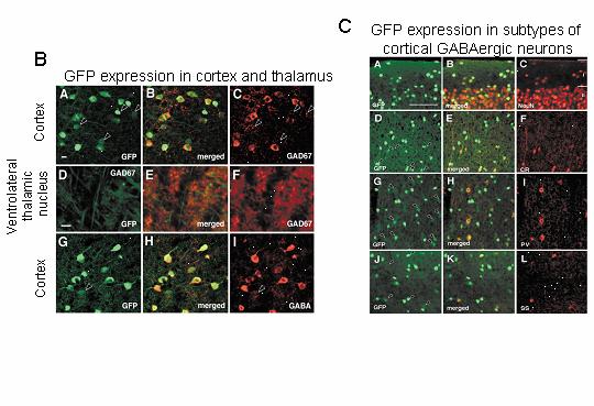but likely represents a deficiency in the GABA content of synaptic vesicles. Specific Aim 3: To determine the expression pattern of SNAP-25 isoforms in GABAergic neurons.