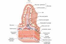from the esophagus to the anal canal Four layers (from innermost to outermost)